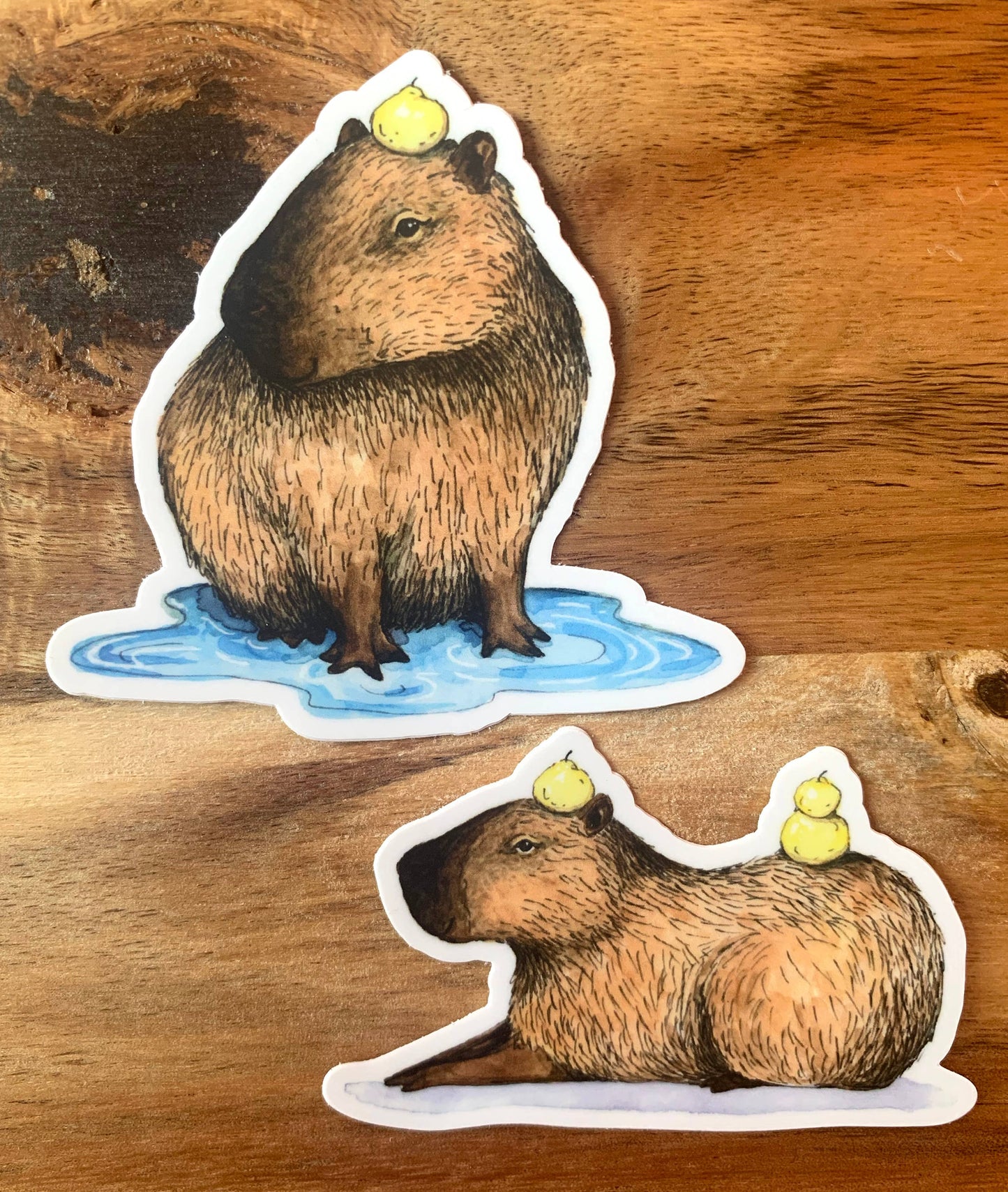 Capybara in Puddle With Yuzu Sticker