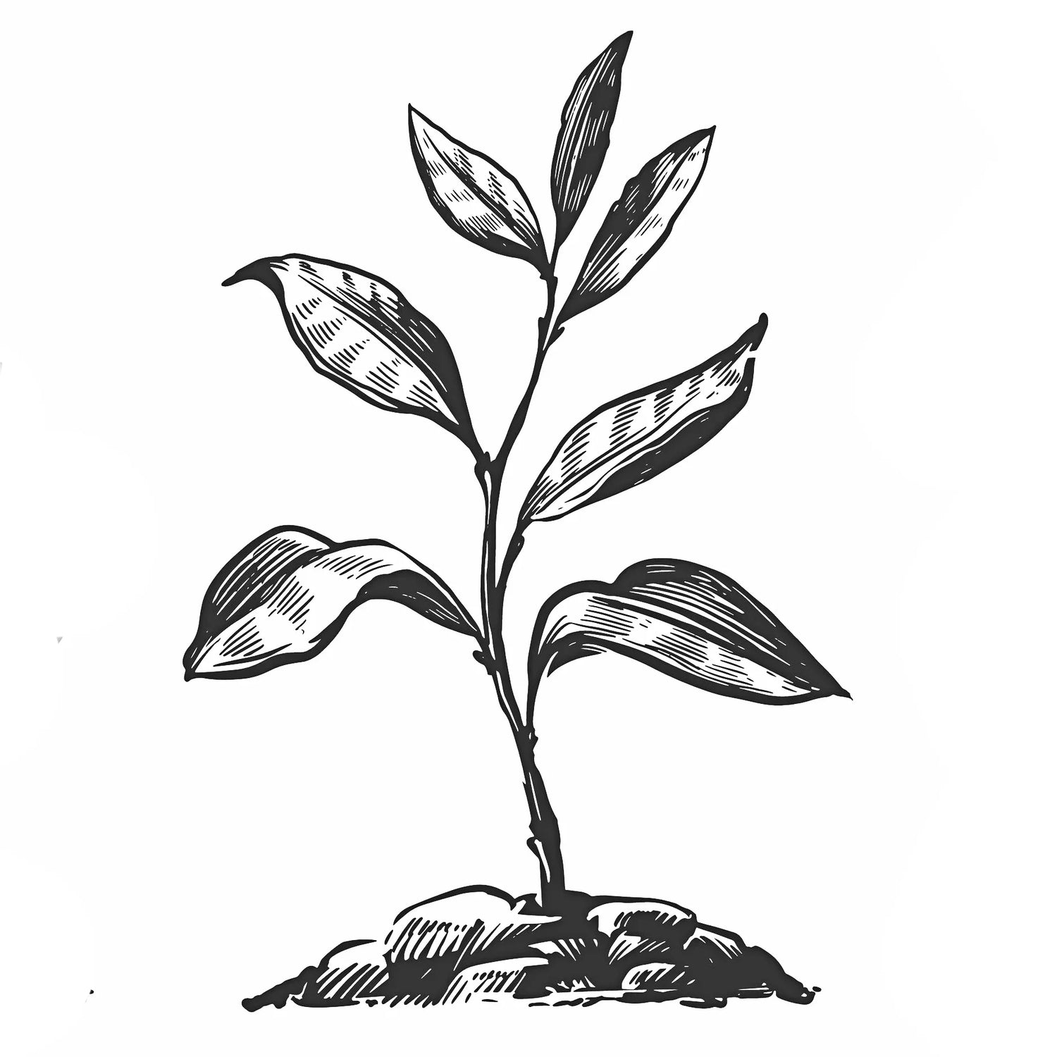 Sprout