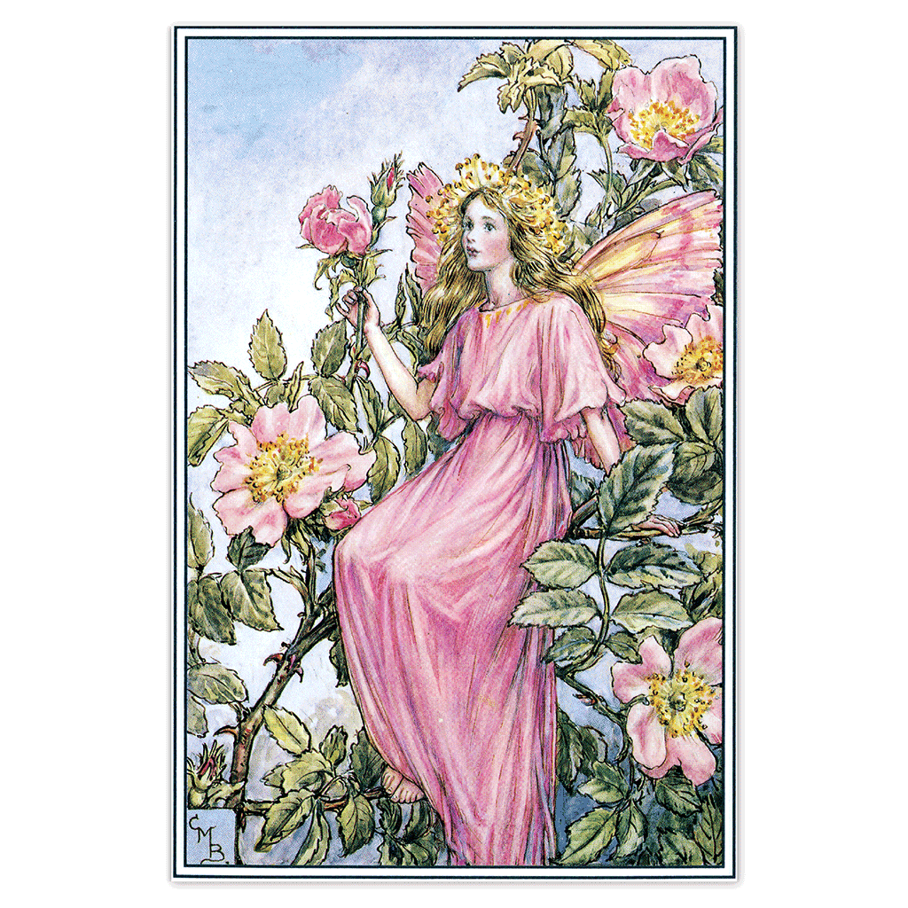 Flower Fairies - Everyday Boxed Postcards