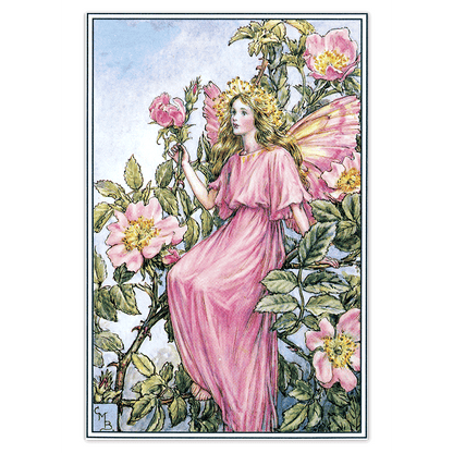 Flower Fairies - Everyday Boxed Postcards