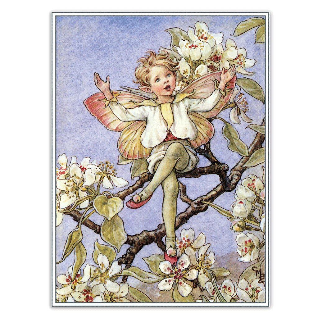 Flower Fairies - Everyday Boxed Postcards