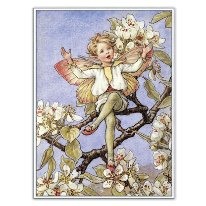 Flower Fairies - Everyday Boxed Postcards