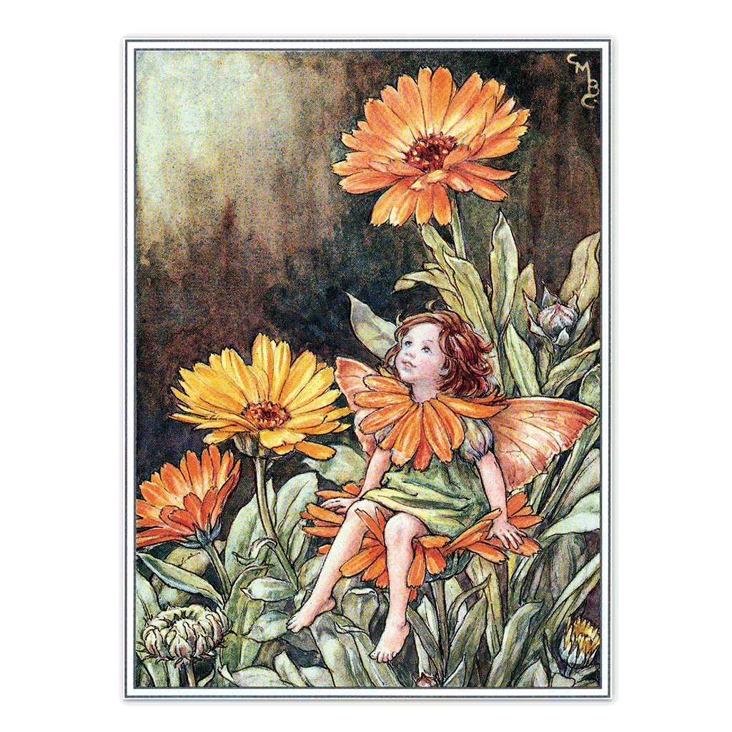Flower Fairies - Everyday Boxed Postcards
