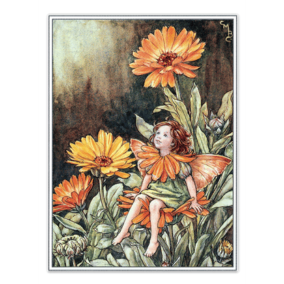 Flower Fairies - Everyday Boxed Postcards