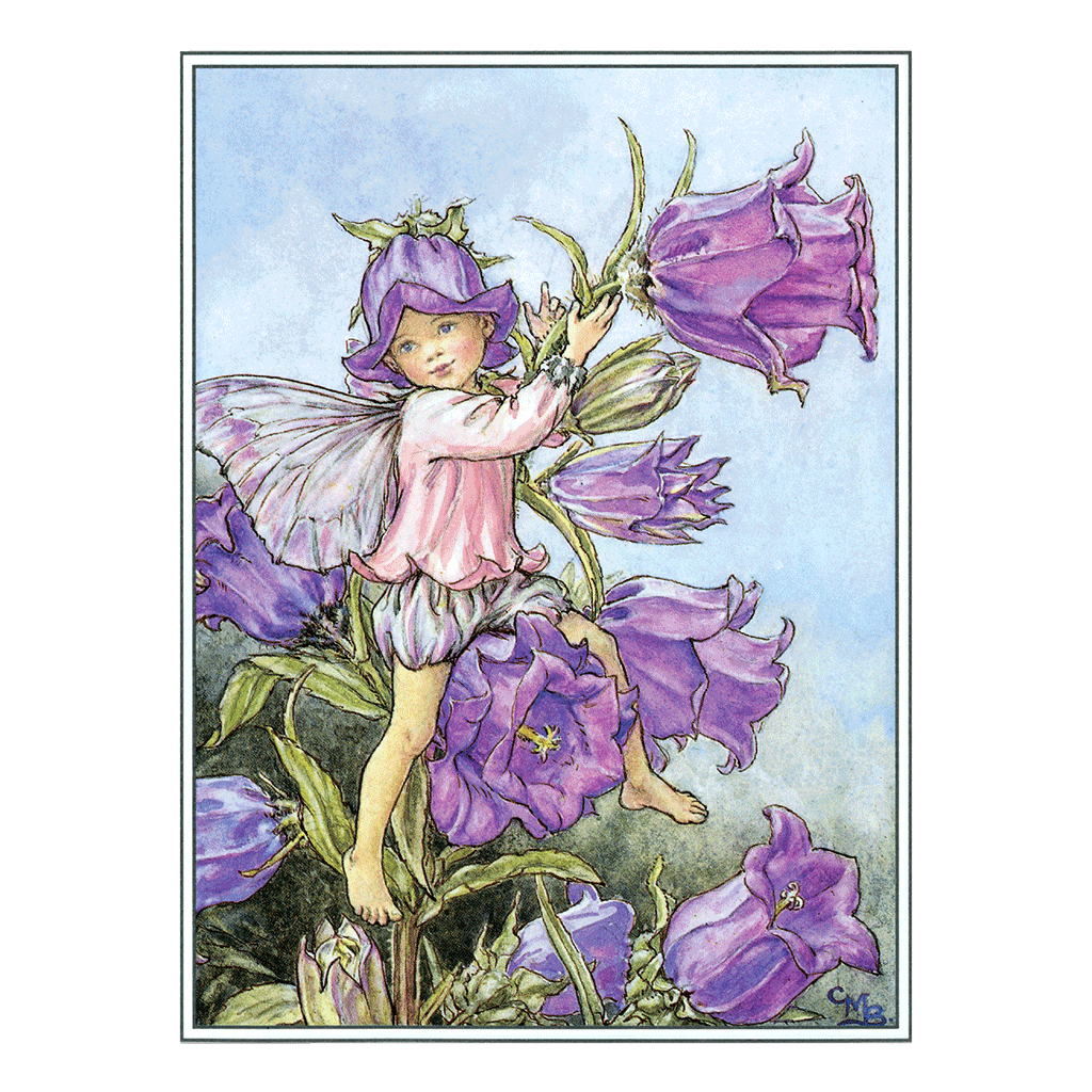 Flower Fairies - Everyday Boxed Postcards