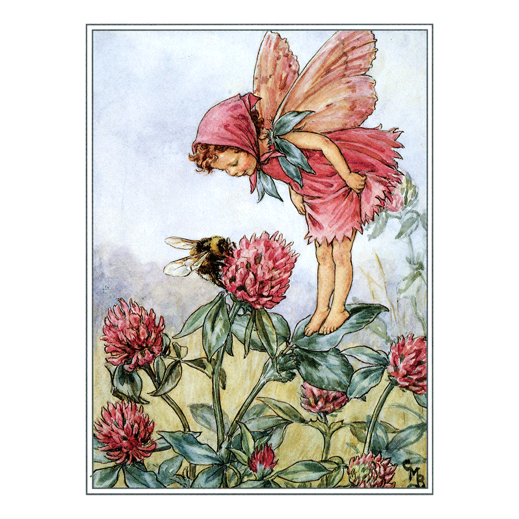 Flower Fairies - Everyday Boxed Postcards