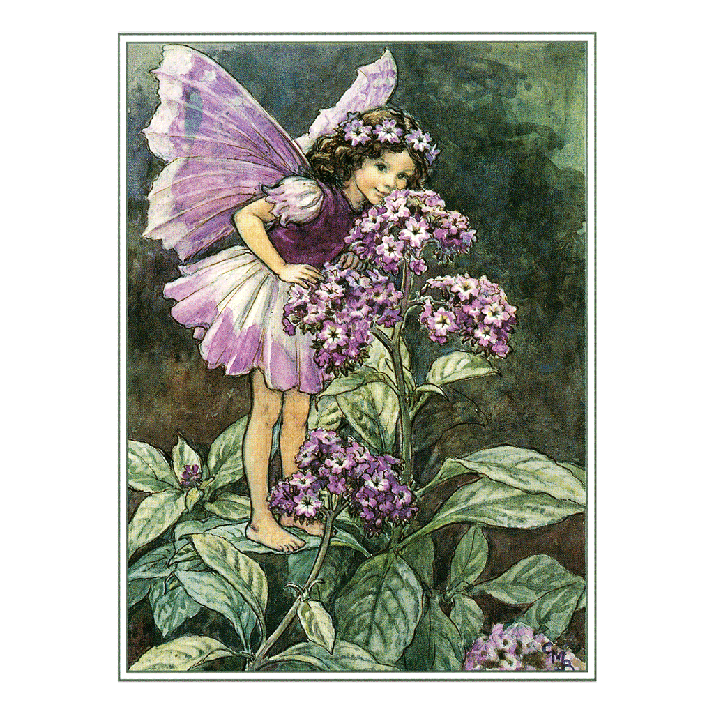 Flower Fairies - Everyday Boxed Postcards