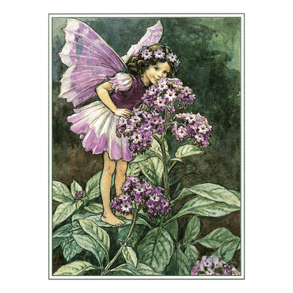 Flower Fairies - Everyday Boxed Postcards