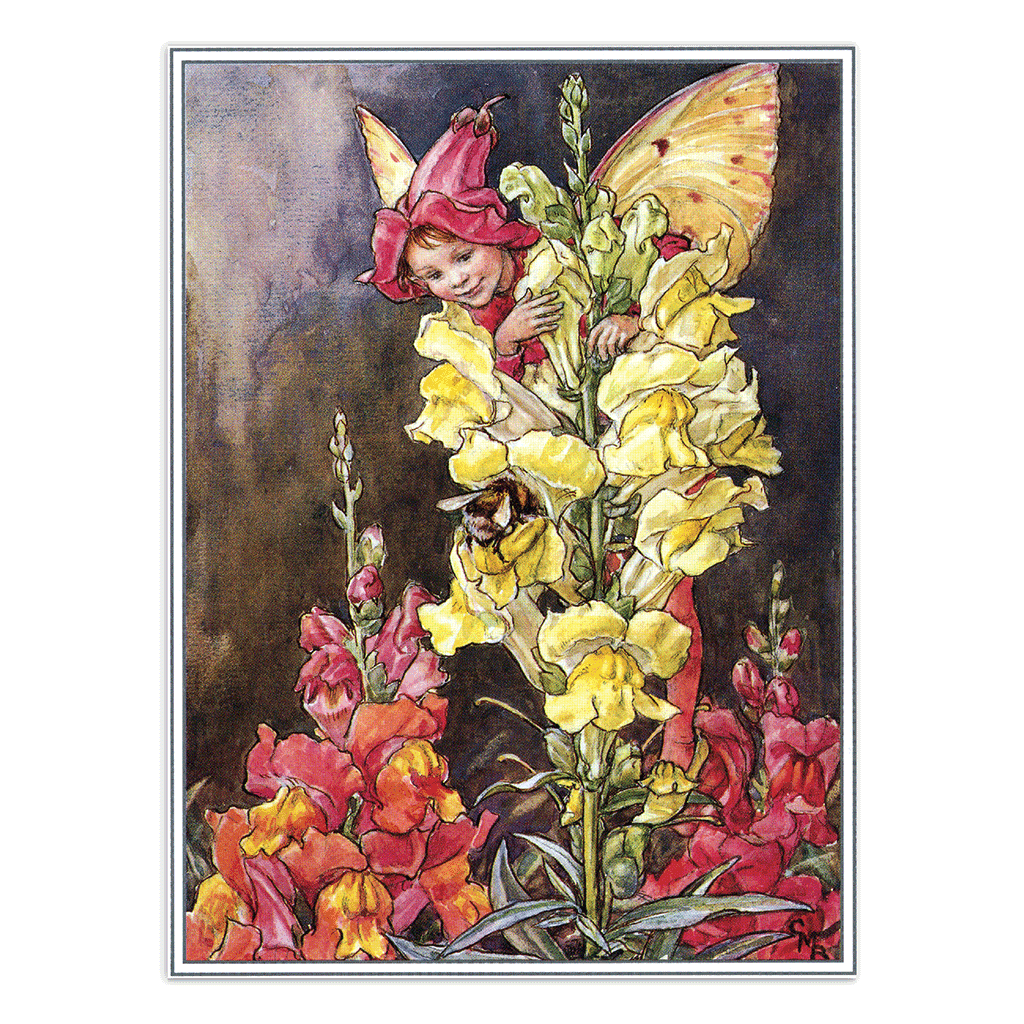 Flower Fairies - Everyday Boxed Postcards