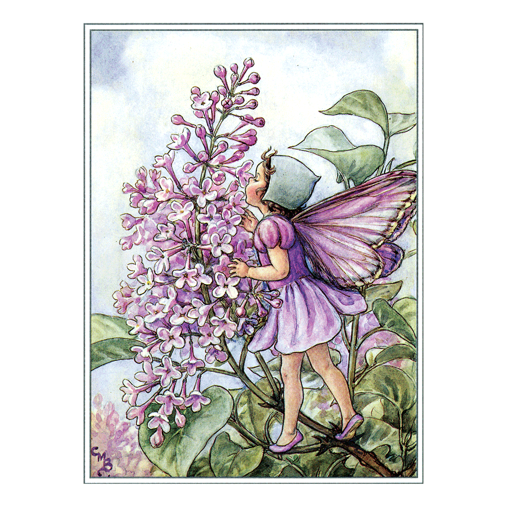 Flower Fairies - Everyday Boxed Postcards