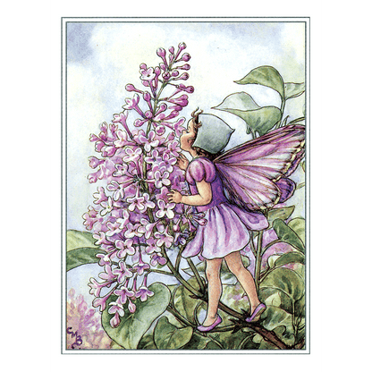Flower Fairies - Everyday Boxed Postcards