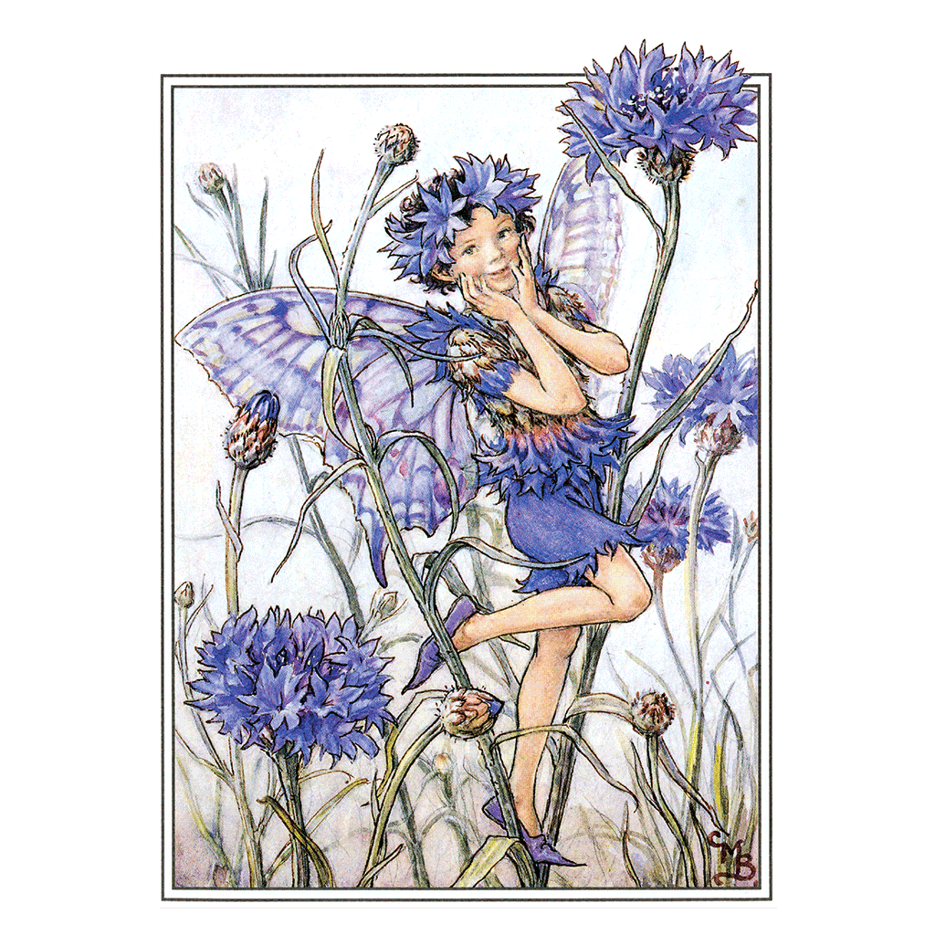 Flower Fairies - Everyday Boxed Postcards