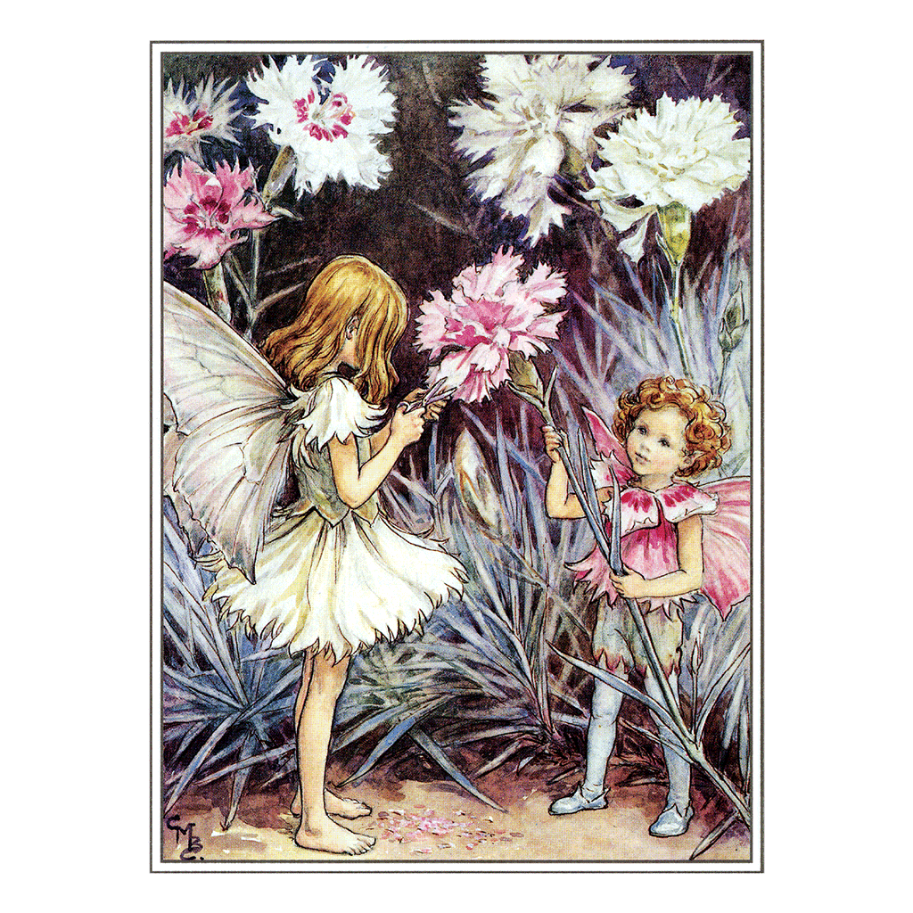 Flower Fairies - Everyday Boxed Postcards